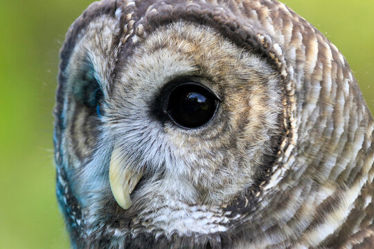 close up of a barred owl