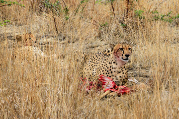 cheetah in savannah in South Africa 