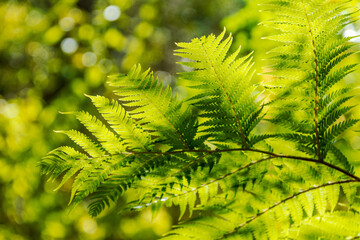 tree leaves with back light in a sunny day