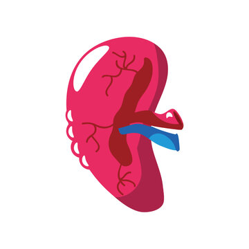 Human Spleen Organ