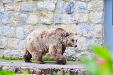 bear walking in the zoo