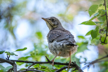 A fieldfare chick, Turdus pilaris, has left the nest and is sitting on a branch. A chick of fieldfare sitting and waiting for a parent on a branch.