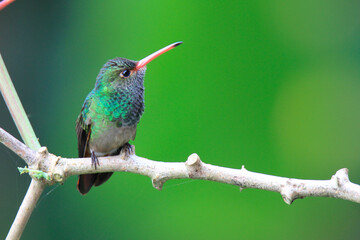 tailed hummingbird perched on a branch 