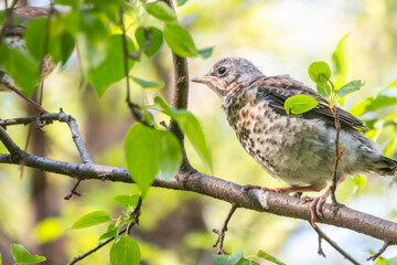A fieldfare chick, Turdus pilaris, has left the nest and is sitting on a branch. A chick of fieldfare sitting and waiting for a parent on a branch.