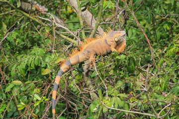 orange iguana in tree
