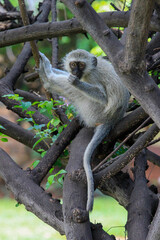 vervet monkey sitting on a tree