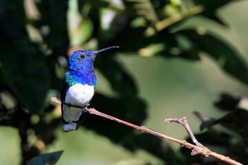 tailed hummingbird on branch