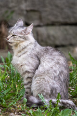 Naklejka na ściany i meble A beautiful fluffy gray cat sits on spring lawn in the sunset light