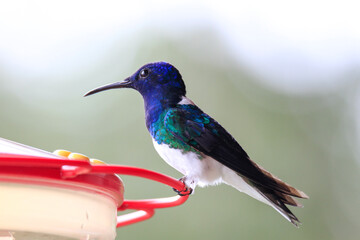 tailed hummingbird on feeder 
