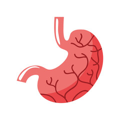 human stomach organ