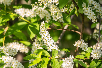 White flowers blooming bird cherry. Close-up of a Flowering Prunus padus Tree with White Little Blossoms