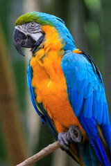 blue and yellow macaw