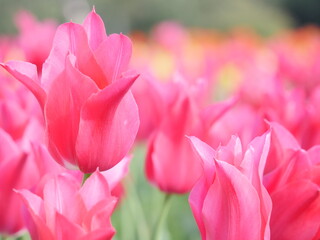 Full-blooming Tulip in pink swaying in wind