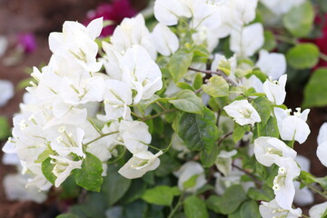 white flowers in the garden