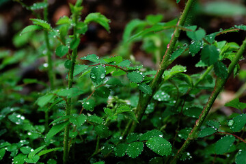 rain drops on a green leaf