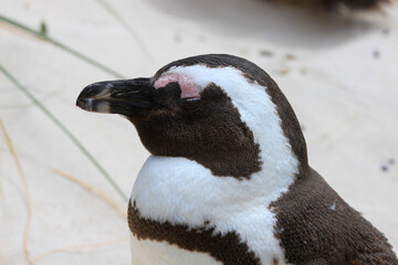 close up of a penguin