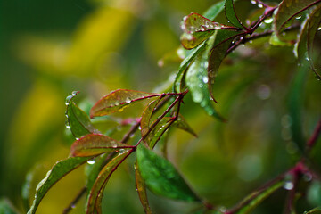 close up of a branch of a tree with dew