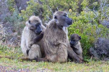 baboon mother and baby in South Africa 