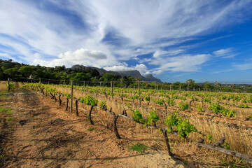 Fototapeta na wymiar vineyard in South Africa