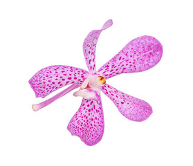 orchid isolated