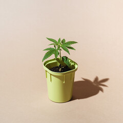 Pot with seedlings bush cannabis, fresh foliage hemp, soil and shovel, front view Concept growing marijuana at home