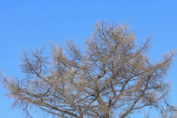 The upper part of a coniferous tree with cones on a blue sky background