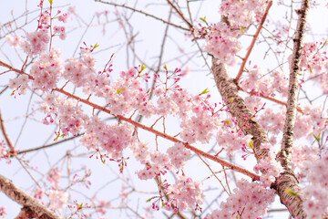 紅しだれ桜