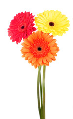 Beautiful gerbera flowers isolated on white. flower bouquet background
