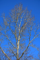 The upper part of a poplar with swollen buds against the blue sky in the rays of the spring sun