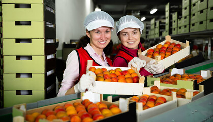 Two cheerful female employees in colored uniform standing with crates of ripe apricots on fruit...