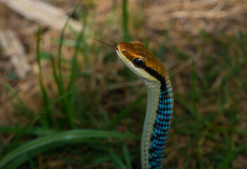 hunter snake looking at frog