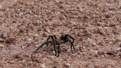 Tarántula o araña pollito en el camino de balasto