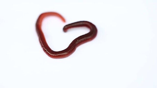 Animal earthworm it is isolated on a white background