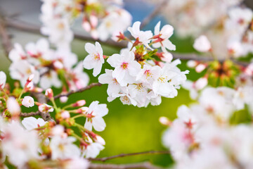 桜