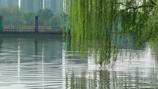 Willow tree branches with green leaves in front of a lake with reflections and ripples on the water surface and cityscape on the background