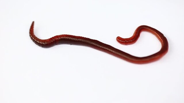 Animal earthworm it is isolated on a white background