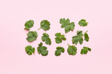 Fresh cilantro on color background