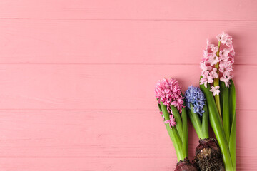 Beautiful blooming hyacinth plants on color wooden background