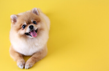 Pomeranian dog on yellow background in studio With copy space.