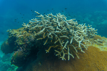 Coral in the blue. Tao island thailand