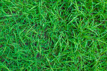 Green foliage grass texture nature background