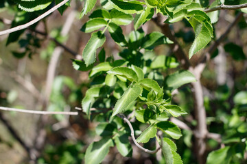 Imparipinnate opposite distally acute proximally rounded conduplicate serrate leaves of Blue Elder, Sambucus Caerulea, Adoxaceae, native shrub in Topanga State Park, Santa Monica Mountains, Winter.