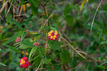 A colorful flower with use of selective focus and background blurred. Close up.