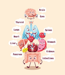 human internal organs