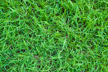 Green foliage grass texture nature background