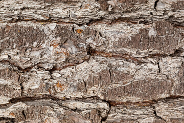 Macro close-up of bark and resin in Pine Forest