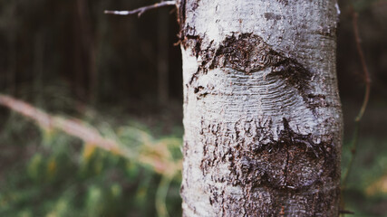 Eyes of the Forest