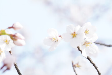 満開の桜のクローズアップ（背景：桜と空の淡色）/Close up of cherry blossoms