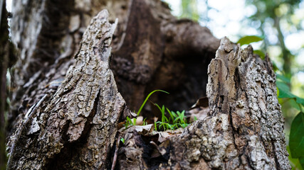 tree bark and moss