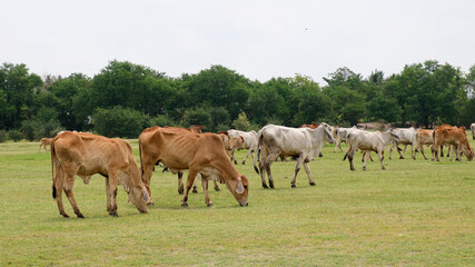 many Cows on a green field